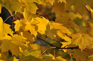 Monroeville PA Fall Leaves