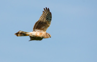 Second year Hen Harrier flies in blue sky 