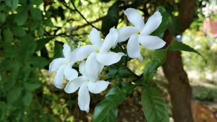White Flowers