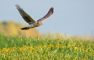 Second year Hen Harrier flying over the blossoming field - obrazy, fototapety, plakaty