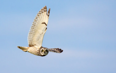 Short-eared owl dives in flight with stretched wing