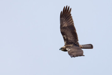 Western Marsh Harrier speedy banking