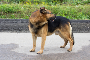 dog turned his head