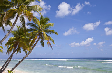 Fototapeta na wymiar palm trees on the Cocos Keeling Atoll, Indian Ocean