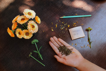 collecting the calendula seeds