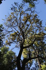 Majestic trees in the garden