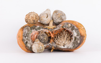 rotten smelly pumpkin