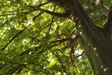 Majestic trees in the garden