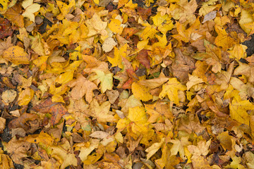 Top view on colorful dried leaves on the ground. Autumn in the park.