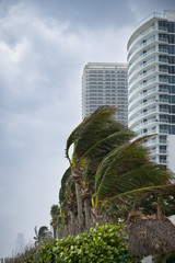 Fototapeta na wymiar Palm trees bending with the strong wind on high buildings background. Coconut palm trees blowing in the winds before a power beach storm or hurricane