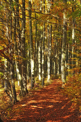 The road in the beautiful autumn forest 