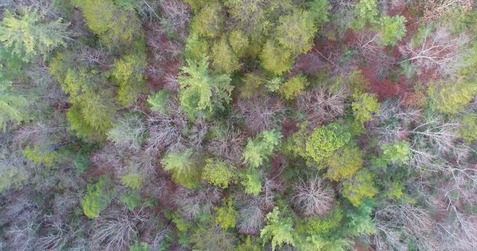 Aerial Drone footage over a forest in the mountains