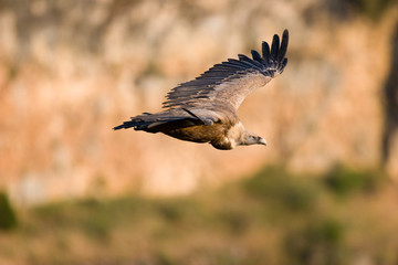 Vuelo de Buitre Leonado