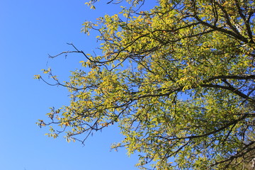 branches against the blue sky in autumn