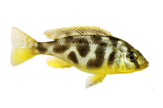 Venustus Cichlid Nimbochromis venustus aquarium fish 
