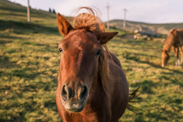 Fototapeta premium Koń, źrebak na łące w Rumunii.