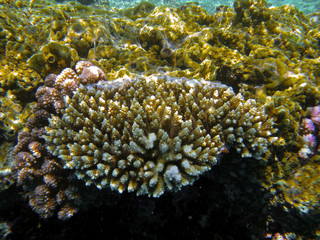 Fototapeta na wymiar The marvelous sea bottom of Sharm El Sheik and its thriving fish life