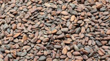 Fèves de cacao