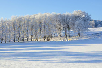 Obraz premium Fields and trees in winter landscapes