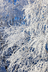 Hoarfrost
