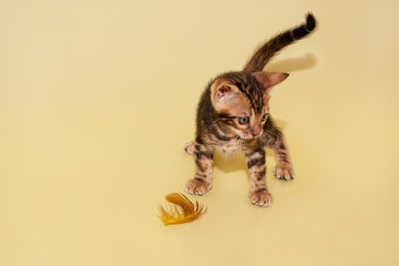 Small bengal kitten is playing with feather.