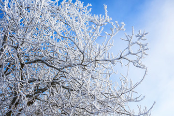 Frost covered branches