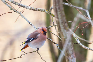 Bohemian Waxwing