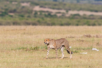 Cheetah walking on fied