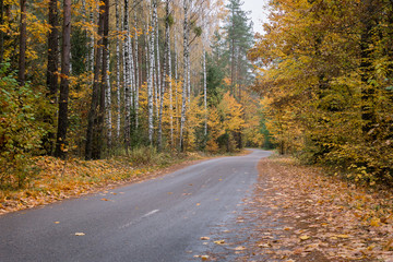  Road through autumn forest with golden foliage