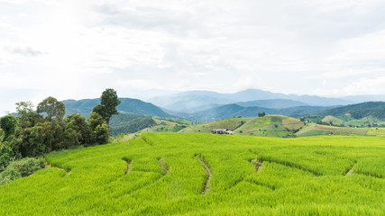 Naklejka na ściany i meble Rice fields on terraced