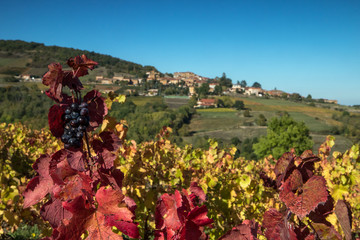 L' automne dans le Beaujolais , village de Theizé