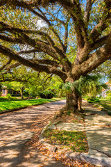 Fototapeta premium Giant Tree in Street in Mobile, Alabama, USA
