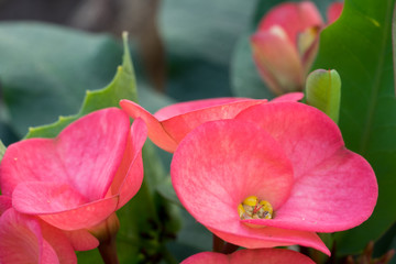 Crown of thorns plant – Christ Thorn isolate on nature background