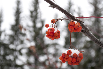 Winter landscape with mountain ash in the snow