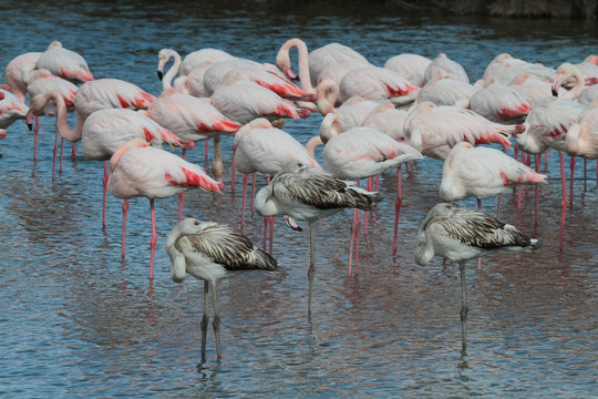 Flamingo