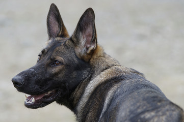 Naklejka premium Schaeferhund