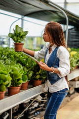 Young pretty Asian woman agronomist with tablet working in greenhouse inspecting the plants.