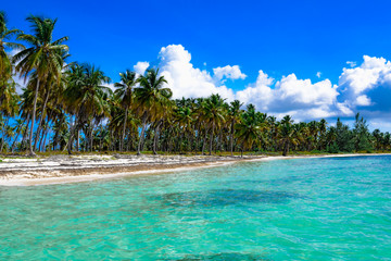 Fototapeta premium paradise tropical beach palm the Caribbean Sea
