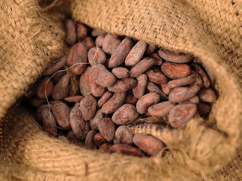 Fèves de cacao & sac de jute