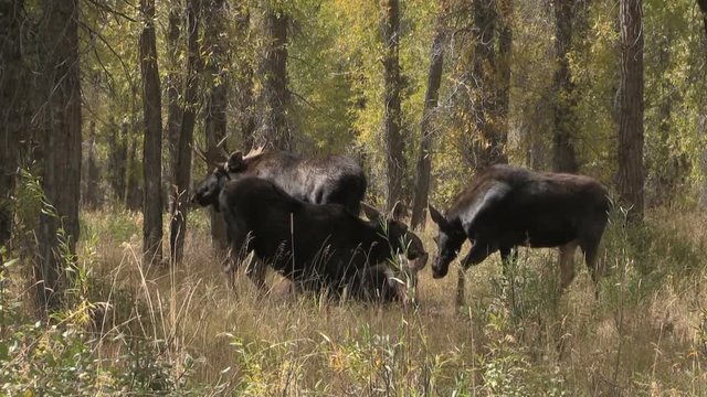 Shiras Moose Rutting in Fall