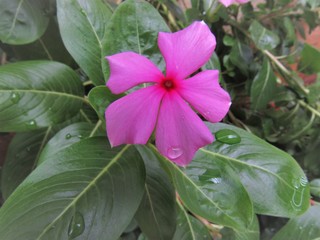 A flor após a chuva.