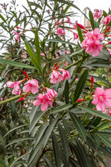 Plant with bloomed oleander oleander flower planted in an outdoor environment. A good practice to...