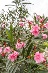 Plant with bloomed oleander oleander flower planted in an outdoor environment. A good practice to...