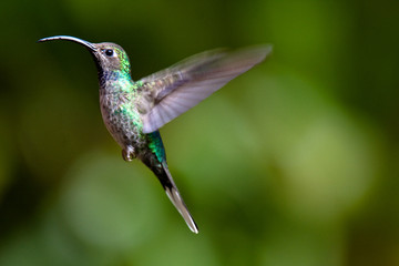 Colibri en vuelo