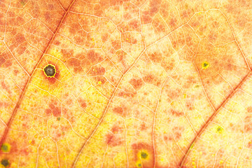 Herbstliches Blatt durchleuchtet