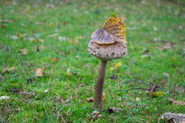Macrolepiota procera
