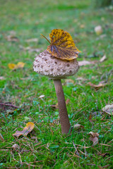 Macrolepiota procera