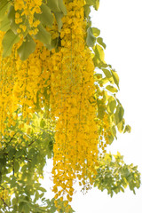 cassia fistula or golden shower tree is yellow leaf flower like orchid