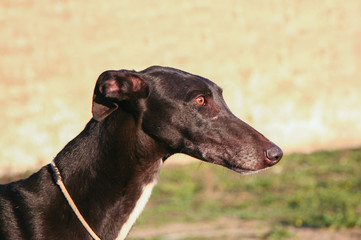 Purebreed young spanish greyhound also called in Spain as Galgo