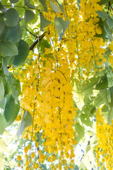 cassia fistula golden shower tree is thailand's national flower